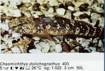 Chasmichthys dolichognathus